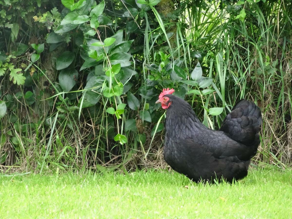 De Molenkreek Villa Sint-Margriete Bagian luar foto